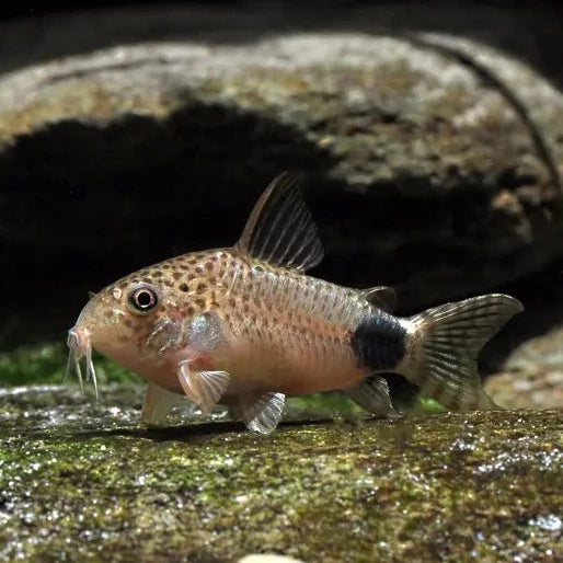 Tailspot Cory