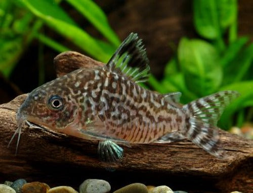 Reticulated Cory