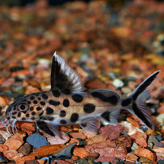 Cuckoo Synodontis (Multipunctatus) - Fishly