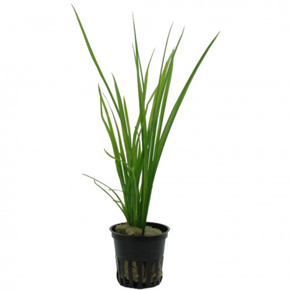 Cyperus Helferi - Fishly