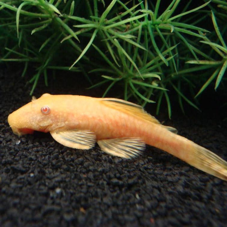 Albino Bristlenose Pleco - Fishly
