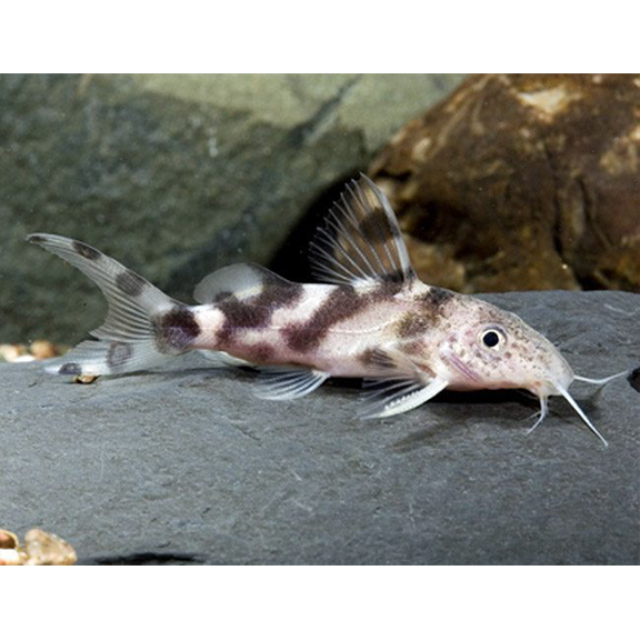 Decorated Synodontis - Fishly