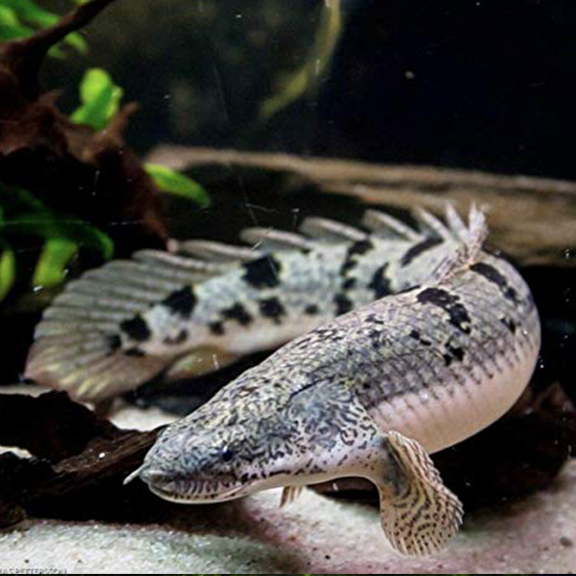 Delhezi Bichir - Fishly