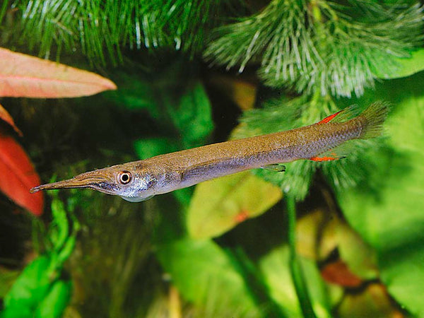 Wrestling Halfbeak - Fishly