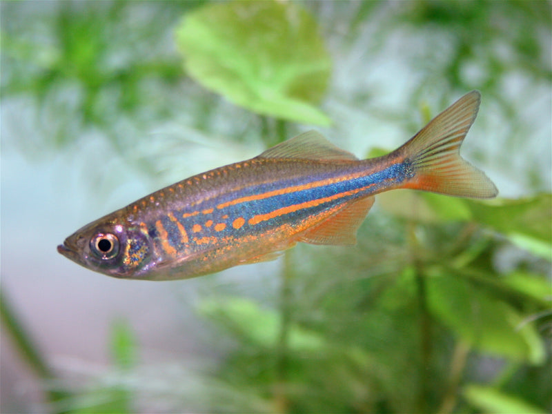 Giant Danio - Fishly