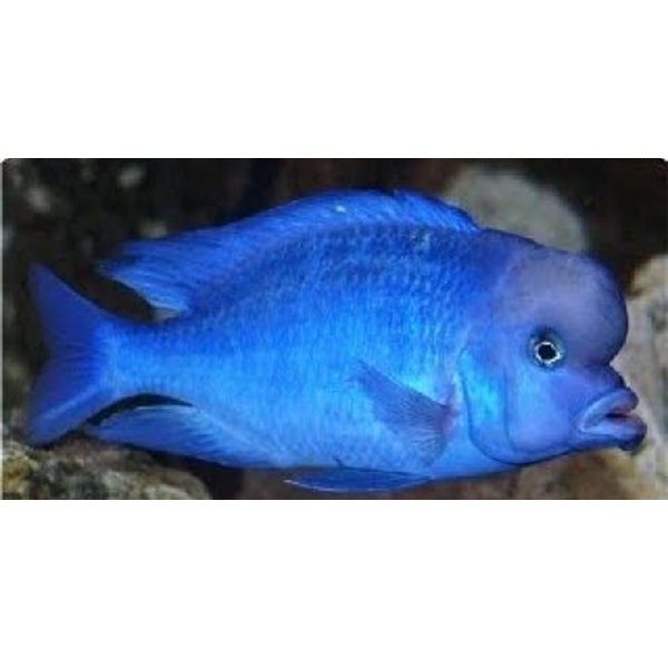 Dolphin Cichlid - Fishly