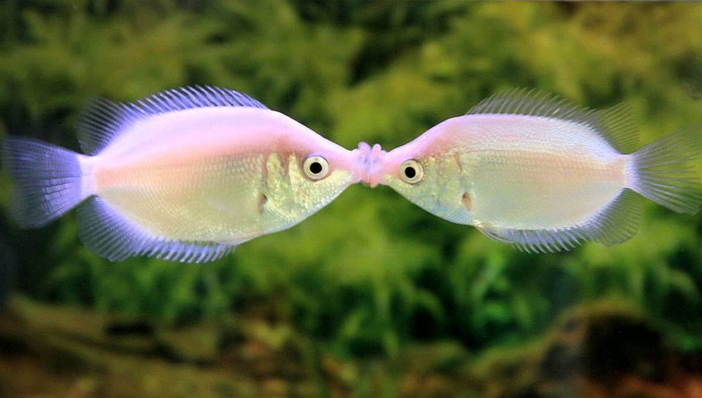 Pink Kissing Gourami (XL)
