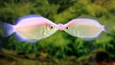Pink Kissing Gourami