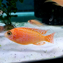 Dragons Blood Peacock Cichlid - Fishly