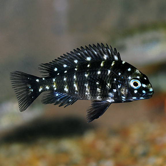 Tropheus Duboisi - Fishly
