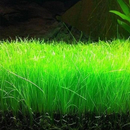 Hair Grass (Eleocharis Acicularis) - Fishly