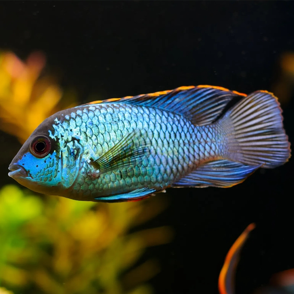 Electric Blue Acara