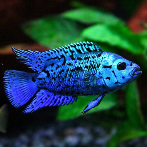 Electric Blue Jack Dempsey