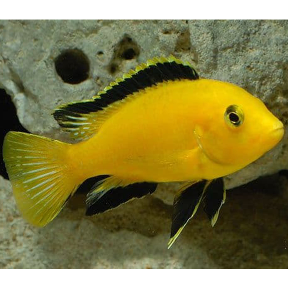 Electric Yellow Cichlid - Fishly