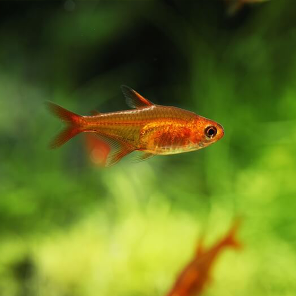 Ember tetra