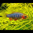 Emerald Dwarf Rasbora - Fishly