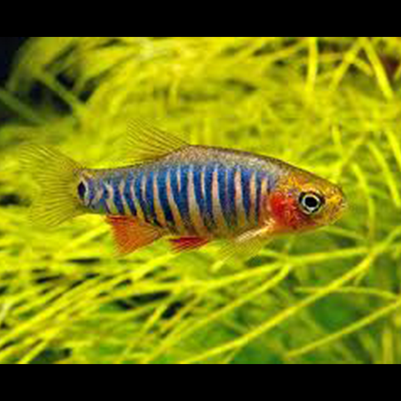 Emerald Dwarf Rasbora - Fishly