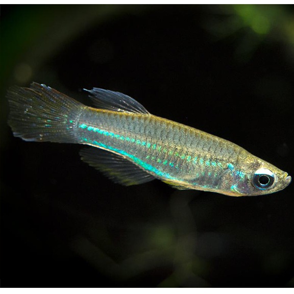 Emerald Eye Rasbora - Fishly