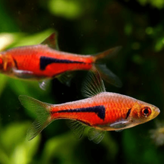 Lambchop Espei Rasbora - Fishly