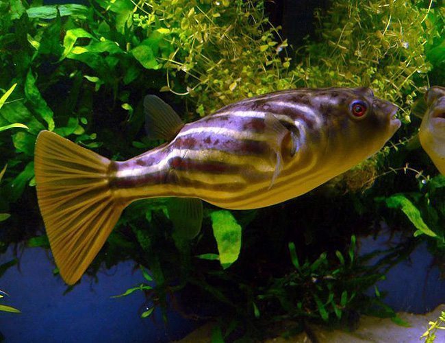 Fahaka Puffer Fish - Fishly