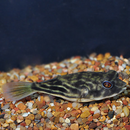 Fahaka Puffer Fish - Fishly