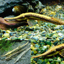 Long Nose Twig Catfish