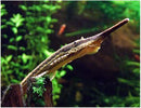 Long Nose Twig Catfish