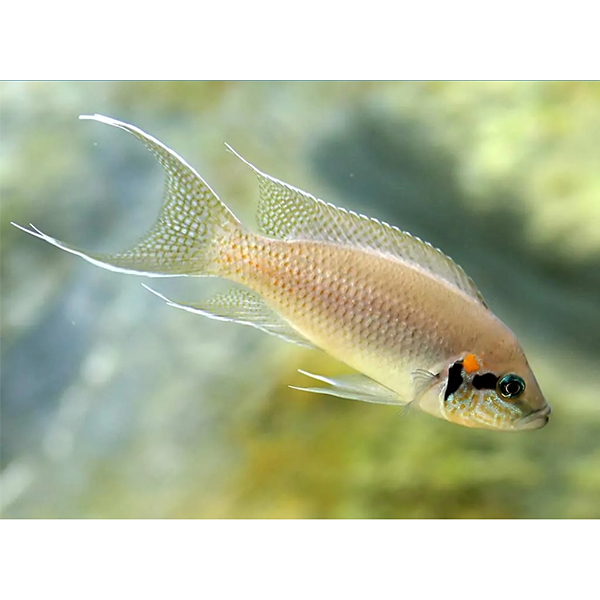 Fairy Cichlid - Fishly