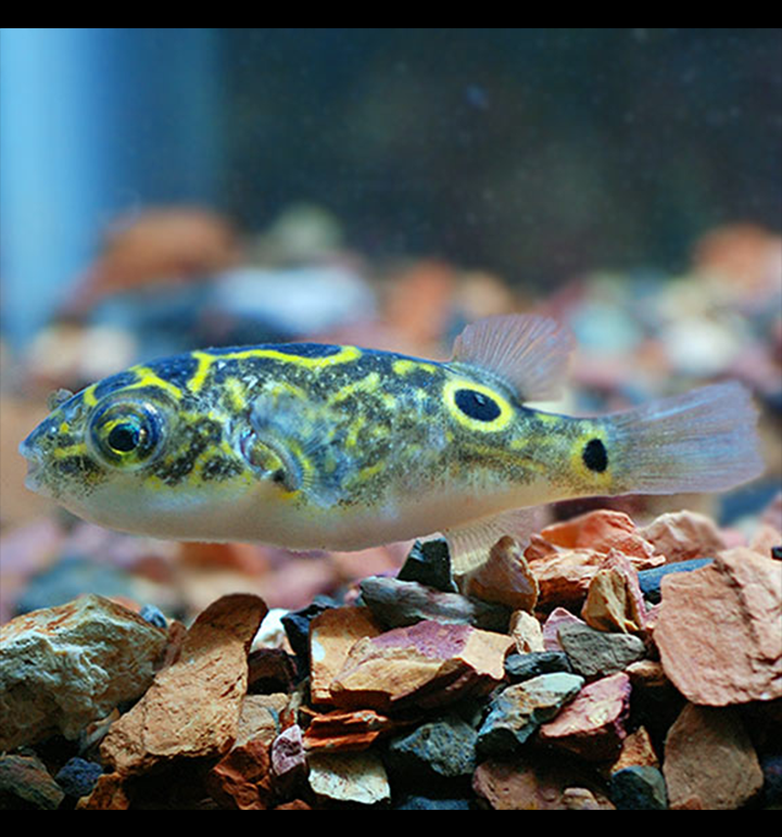 Figure 8 Puffer Fish - Fishly