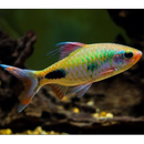 Filament Barb - Fishly