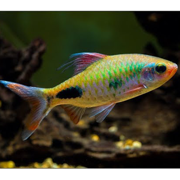 Filament Barb - Fishly
