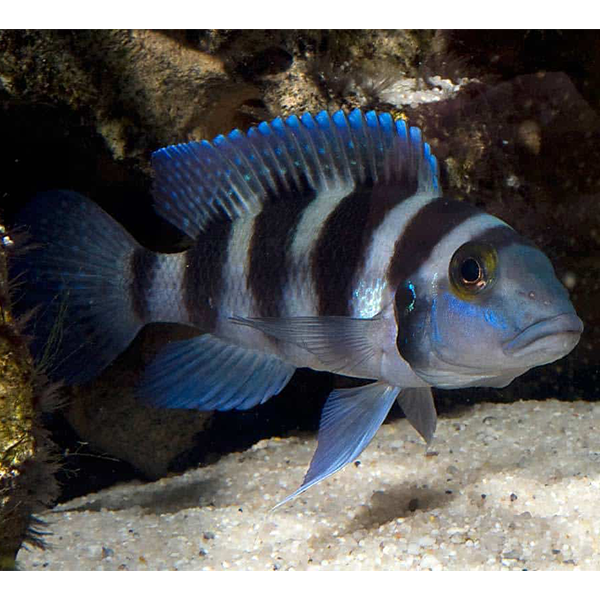 Five-Bar Lamprologus Cichlid - Fishly