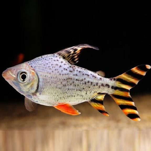 Flagtail Prochilodus - Fishly