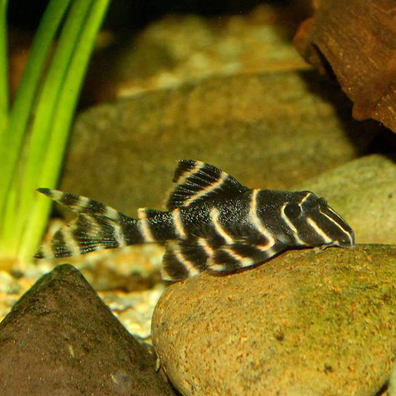 Flash Pleco (L204) (XL) - Fishly