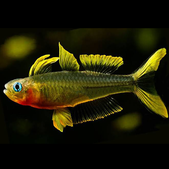 Forktail Rainbow Fish - Fishly