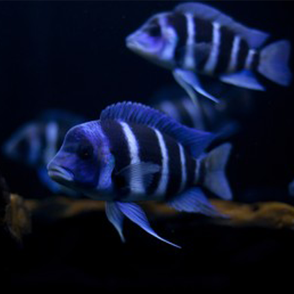 Frontosa Cichlid - Fishly