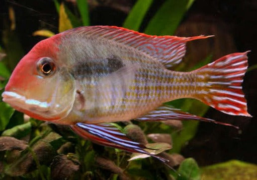 Geophagus Red Head Tapajos - Fishly