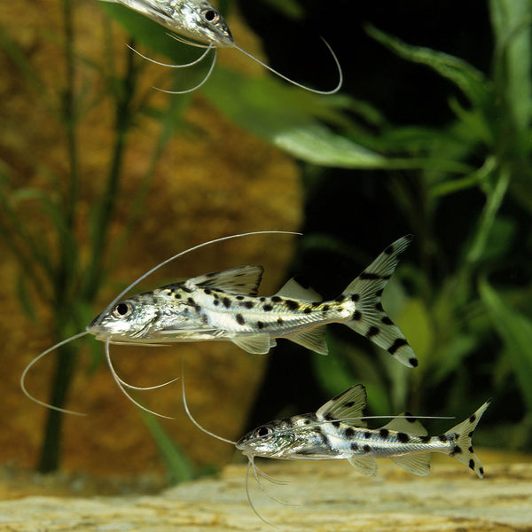 Pictus Catfish - Fishly