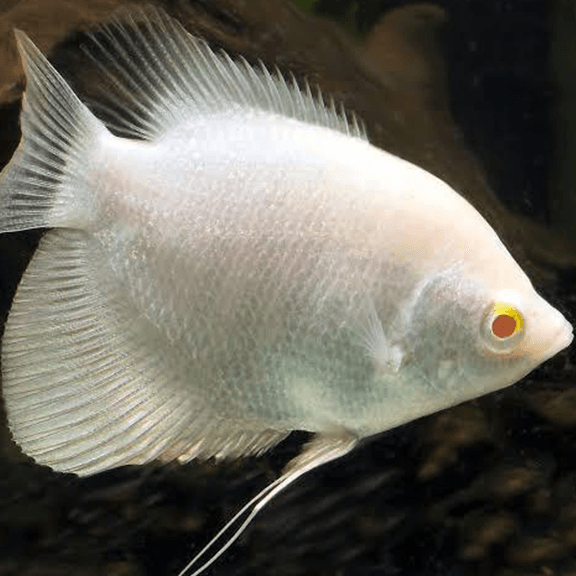 Albino Giant Gourami - Fishly