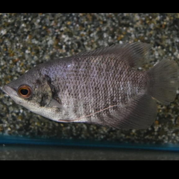 Giant Gourami - Fishly
