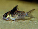 Black Sail Cory - Fishly