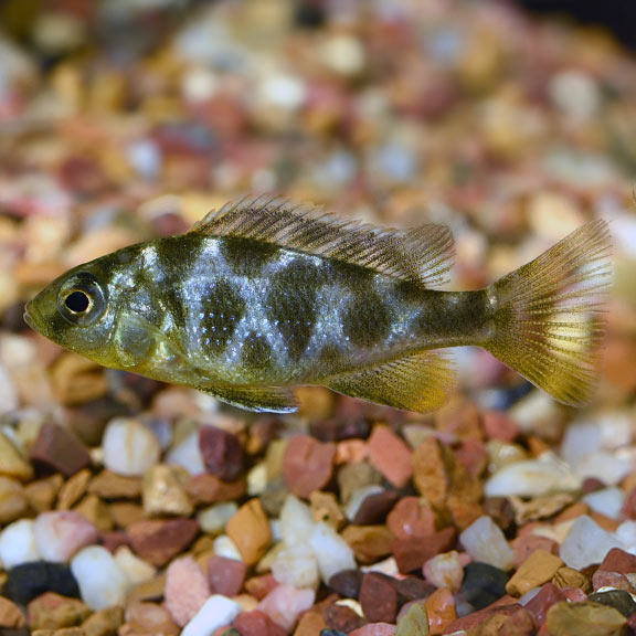 Giraffe Cichlid - Fishly