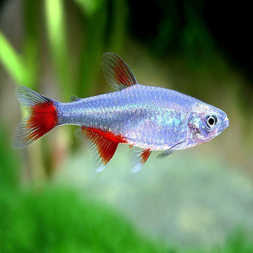 Glass Bloodfin Tetra - Fishly