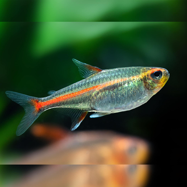 Glowlight Tetra