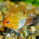 Golden Balloon Ram - Fishly