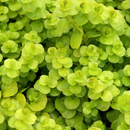 Moneywort (Lysimachia Nummularia) - Fishly