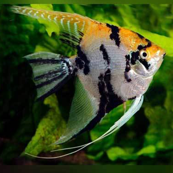 Gold Marble Angel Fish - Fishly