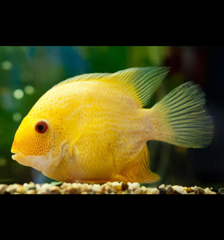 Gold Severum - Fishly