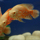 Gold Tiger Oscar - Fishly