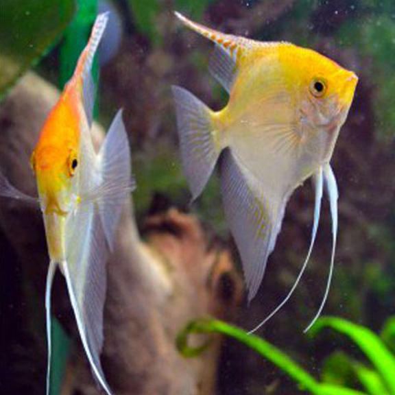 Gold Angel Fish (Large) - Fishly